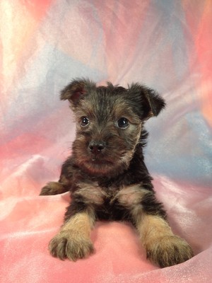 Male snorkie for sale